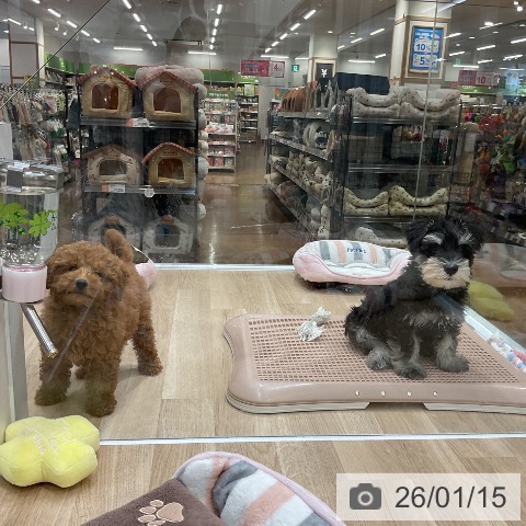 ミニチュア・シュナウザーの写真