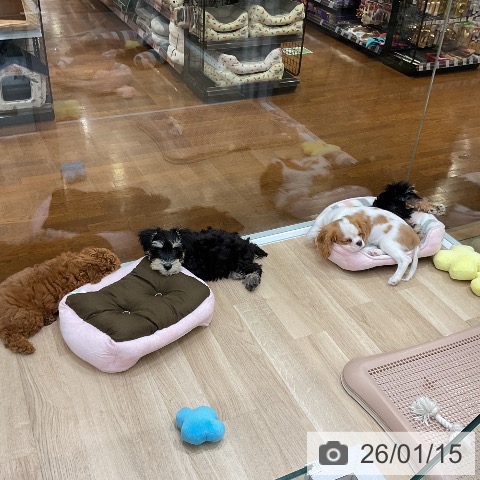 ミニチュア・シュナウザーの写真