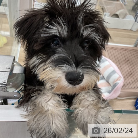 ミニチュア・シュナウザーの写真