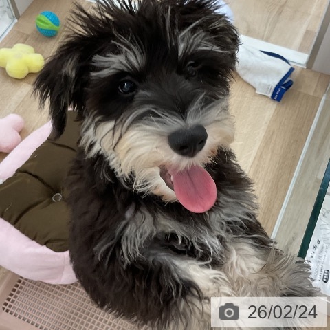 ミニチュア・シュナウザーの写真