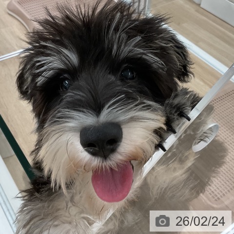 ミニチュア・シュナウザーの写真