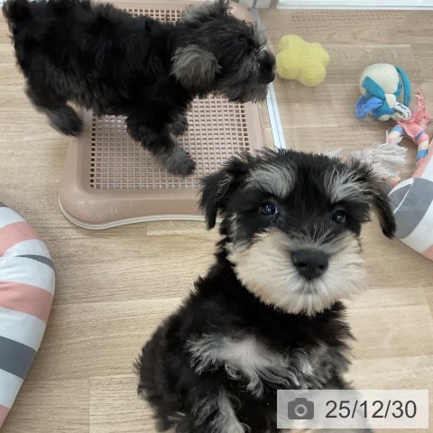 福岡県のミニチュアシュナウザー (ペットプラス 八幡東店/2025年10月27日生まれ/男の子/ブラックシルバー)の子犬の4枚目の画像