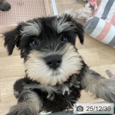 福岡県のミニチュアシュナウザー (ペットプラス 八幡東店/2025年10月27日生まれ/男の子/ブラックシルバー)の子犬の3枚目の画像