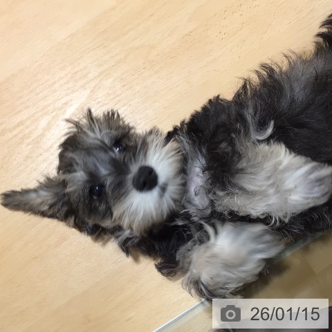 鹿児島県のミニチュアシュナウザー (ペットプラス 姶良店/2025年10月27日生まれ/女の子/ソルトペッパー)の子犬の3枚目の画像