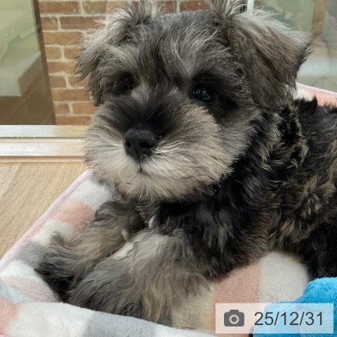 福岡県のミニチュアシュナウザー (ペットプラス ららぽーと福岡店/2025年10月27日生まれ/女の子/ソルトペッパー)の子犬の4枚目の画像