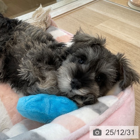 福岡県のミニチュアシュナウザー (ペットプラス ららぽーと福岡店/2025年10月27日生まれ/女の子/ソルトペッパー)の子犬の3枚目の画像