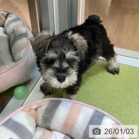 沖縄県のミニチュアシュナウザー (ペットプラス 沖縄ライカム店/2025年10月27日生まれ/女の子/ソルトペッパー)の子犬の4枚目の画像