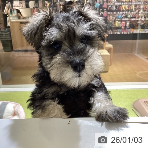 沖縄県のミニチュアシュナウザー (ペットプラス 沖縄ライカム店/2025年10月27日生まれ/女の子/ソルトペッパー)の子犬の3枚目の画像