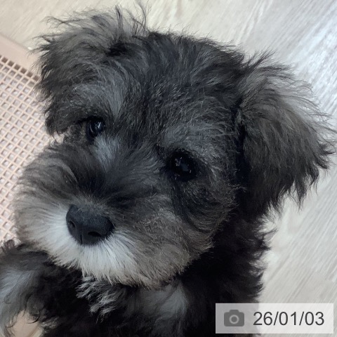 沖縄県のミニチュアシュナウザー (ペットプラス 南風原店/2025年10月27日生まれ/女の子/ソルトペッパー)の子犬の3枚目の画像