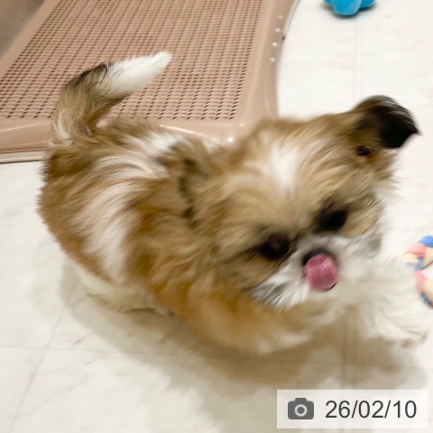 シー・ズーの写真