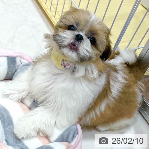 シー・ズーの写真