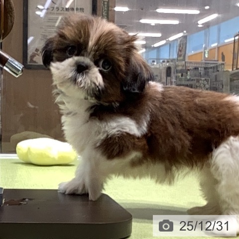 福岡県のシーズー (ペットプラス 福岡店/2025年10月26日生まれ/女の子/ホワイトゴールド)の子犬の3枚目の画像