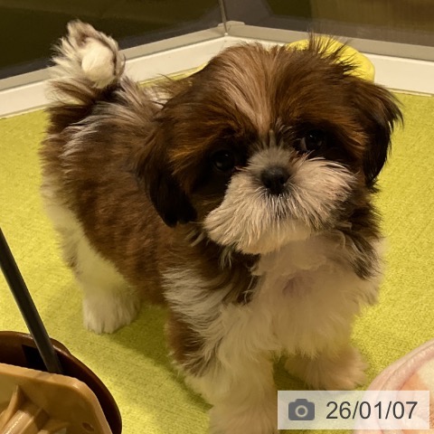 福岡県のシーズー (ペットプラス 福岡店/2025年10月26日生まれ/女の子/ホワイトゴールド)の子犬の3枚目の画像