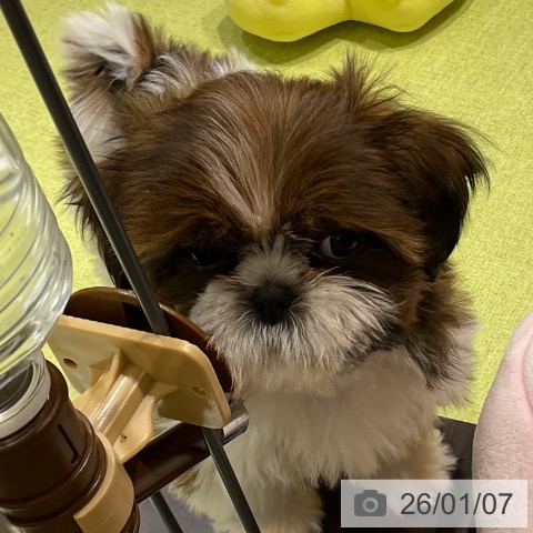 福岡県のシーズー (ペットプラス 八幡東店/2025年10月26日生まれ/女の子/ホワイトゴールド)の子犬の4枚目の画像