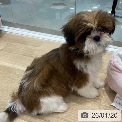 福岡県のシーズー (ペットプラス 八幡東店/2025年10月26日生まれ/女の子/ホワイトゴールド)の子犬の3枚目の画像