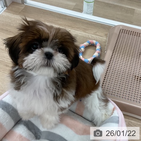 福岡県のシーズー (ペットプラス 八幡東店/2025年10月26日生まれ/女の子/ホワイトゴールド)の子犬の3枚目の画像