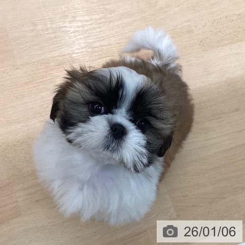 熊本県のシーズー (ペットプラス 熊本店/2025年10月26日生まれ/女の子/ホワイトゴールド)の子犬の3枚目の画像