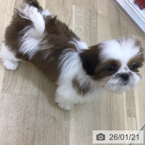 宮崎県のシーズー (ペットプラス 宮崎店/2025年10月26日生まれ/女の子/ホワイトゴールド)の子犬の4枚目の画像