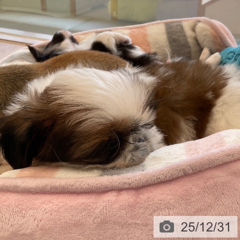 福岡県のシーズー (ペットプラス ららぽーと福岡店/2025年10月26日生まれ/女の子/ホワイトゴールド)の子犬の4枚目の画像