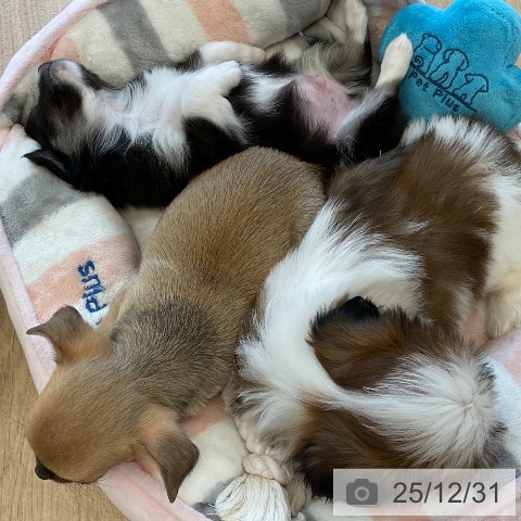 福岡県のシーズー (ペットプラス ららぽーと福岡店/2025年10月26日生まれ/女の子/ホワイトゴールド)の子犬の3枚目の画像