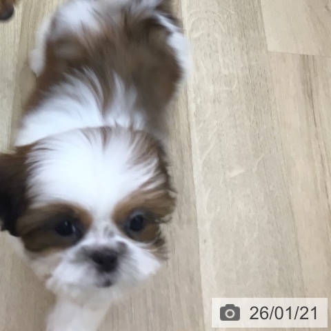 宮崎県のシーズー (ペットプラス 宮崎店/2025年10月26日生まれ/女の子/ホワイトゴールド)の子犬の3枚目の画像