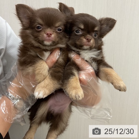 福岡県のチワワ(ロング) (ペットプラス 八幡東店/2025年10月28日生まれ/男の子/チョコレートタンホワイト)の子犬の4枚目の画像