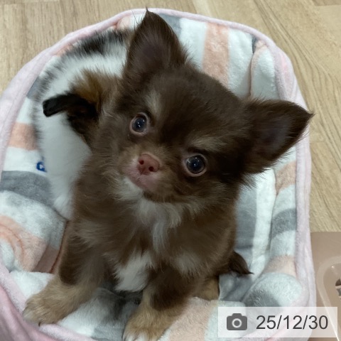 福岡県のチワワ(ロング) (ペットプラス 八幡東店/2025年10月28日生まれ/男の子/チョコレートタンホワイト)の子犬の3枚目の画像