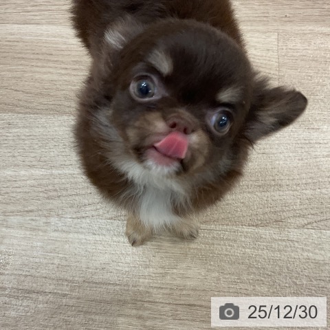 福岡県のチワワ(ロング) (ペットプラス 八幡東店/2025年10月28日生まれ/女の子/チョコレートタンホワイト)の子犬の4枚目の画像