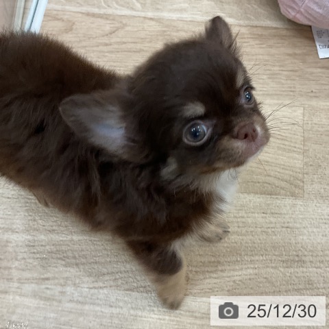 福岡県のチワワ(ロング) (ペットプラス 八幡東店/2025年10月28日生まれ/女の子/チョコレートタンホワイト)の子犬の3枚目の画像