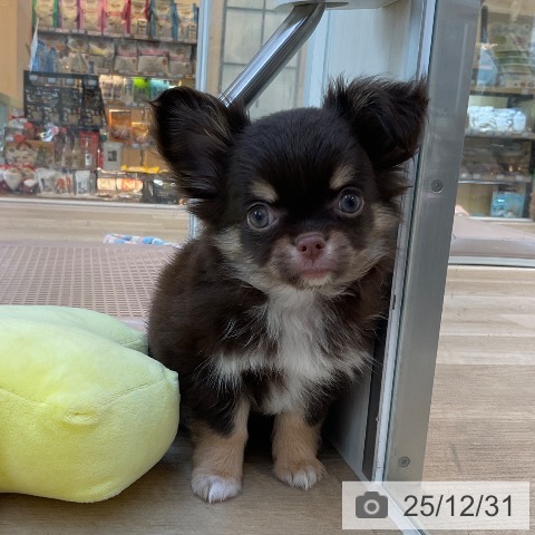 福岡県のチワワ(ロング) (ペットプラス ららぽーと福岡店/2025年10月28日生まれ/女の子/チョコレートタンホワイト)の子犬の4枚目の画像