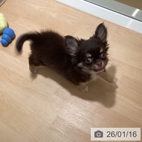 鹿児島県のチワワ(ロング) (ペットプラス 姶良店/2025年10月28日生まれ/女の子/チョコレートタンホワイト)の子犬の4枚目の画像