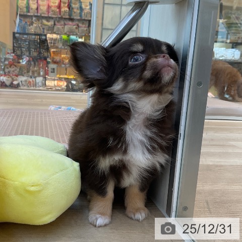 福岡県のチワワ(ロング) (ペットプラス ららぽーと福岡店/2025年10月28日生まれ/女の子/チョコレートタンホワイト)の子犬の3枚目の画像