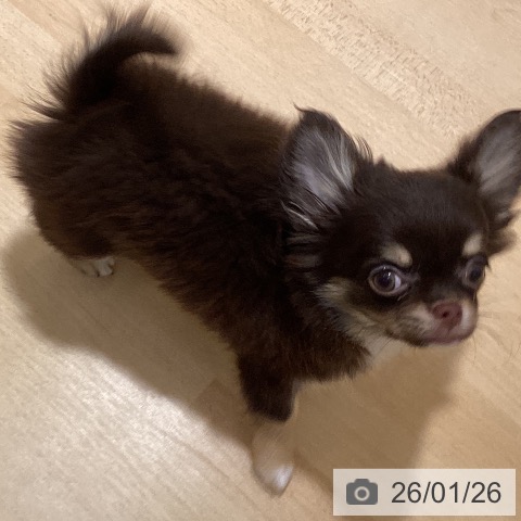 鹿児島県のチワワ(ロング) (ペットプラス 姶良店/2025年10月28日生まれ/女の子/チョコレートタンホワイト)の子犬の3枚目の画像