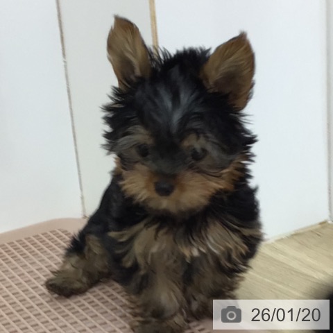 宮崎県のヨークシャーテリア (ペットプラス 宮崎店/2025年10月30日生まれ/男の子/スチールブルータン)の子犬の4枚目の画像
