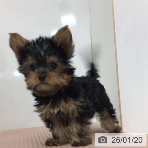 宮崎県のヨークシャーテリア (ペットプラス 宮崎店/2025年10月30日生まれ/男の子/スチールブルータン)の子犬の3枚目の画像