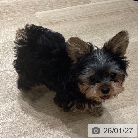 埼玉県のヨークシャーテリア (ペットプラス ピオニウォーク東松山店/2025年10月30日生まれ/男の子/スチールブルータン)の子犬の4枚目の画像