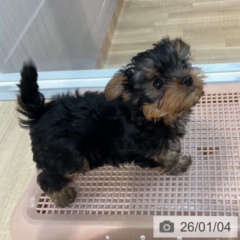 埼玉県のヨークシャーテリア (ペットプラス ピオニウォーク東松山店/2025年10月30日生まれ/男の子/スチールブルータン)の子犬の3枚目の画像