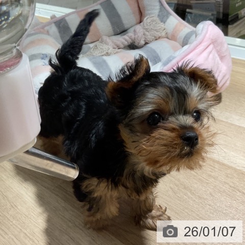 神奈川県のヨークシャーテリア (ペットプラス 湘南平塚店/2025年10月30日生まれ/女の子/スチールブルータン)の子犬の3枚目の画像