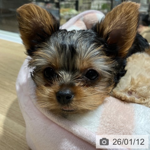 神奈川県のヨークシャーテリア (ペットプラス 湘南平塚店/2025年10月30日生まれ/女の子/スチールブルータン)の子犬の3枚目の画像