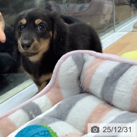 福岡県のミニチュアダックスフンド(ロング) (ペットプラス 福岡店/2025年10月29日生まれ/男の子/ブラックタン)の子犬の4枚目の画像