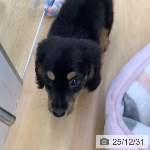 福岡県のミニチュアダックスフンド(ロング) (ペットプラス 福岡店/2025年10月29日生まれ/男の子/ブラックタン)の子犬の3枚目の画像