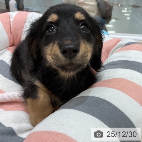 福岡県のミニチュアダックスフンド(ロング) (ペットプラス 八幡東店/2025年10月29日生まれ/女の子/ブラックタン)の子犬の4枚目の画像