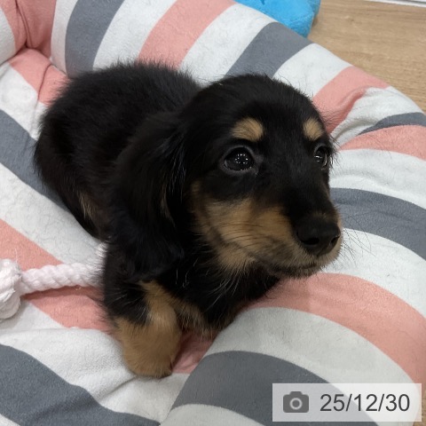 福岡県のミニチュアダックスフンド(ロング) (ペットプラス 八幡東店/2025年10月29日生まれ/女の子/ブラックタン)の子犬の3枚目の画像