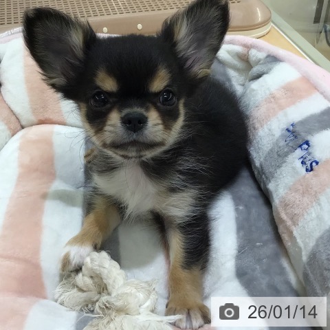 熊本県のチワワ(ロング) (ペットプラス 熊本店/2025年10月30日生まれ/男の子/ブラックタンホワイト)の子犬の3枚目の画像