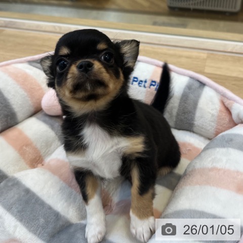 福岡県のチワワ(ロング) (ペットプラス ららぽーと福岡店/2025年10月30日生まれ/女の子/ブラックタンホワイト)の子犬の4枚目の画像