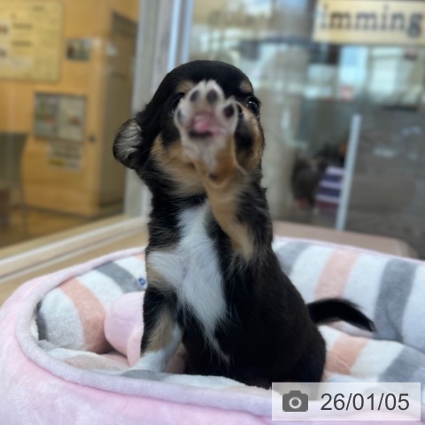 福岡県のチワワ(ロング) (ペットプラス ららぽーと福岡店/2025年10月30日生まれ/女の子/ブラックタンホワイト)の子犬の3枚目の画像