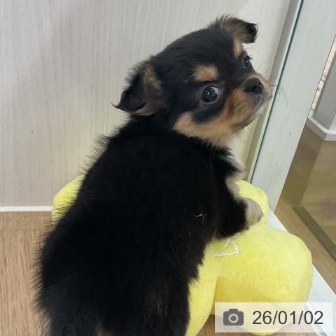 福岡県のチワワ(ロング) (ペットプラス 八幡東店/2025年10月30日生まれ/女の子/ブラックタンホワイト)の子犬の4枚目の画像