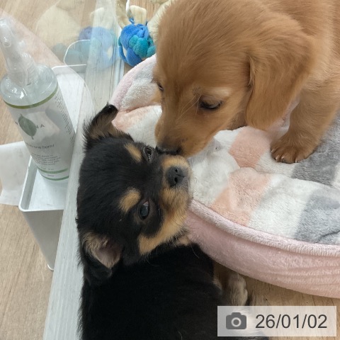 福岡県のチワワ(ロング) (ペットプラス 八幡東店/2025年10月30日生まれ/女の子/ブラックタンホワイト)の子犬の3枚目の画像