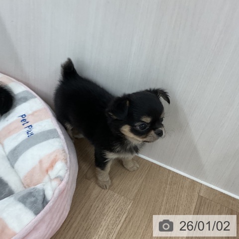 福岡県のチワワ(ロング) (ペットプラス 八幡東店/2025年10月30日生まれ/女の子/ブラックタンホワイト)の子犬の3枚目の画像