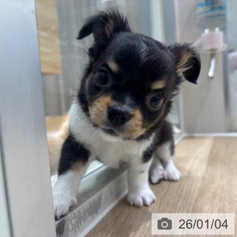 千葉県のチワワ(ロング) (ペットプラス 木更津店/2025年10月30日生まれ/男の子/ブラックタンホワイト)の子犬の4枚目の画像